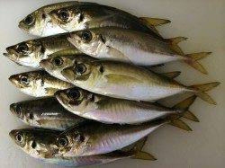 大阪南港　2時間のアジング釣行☆