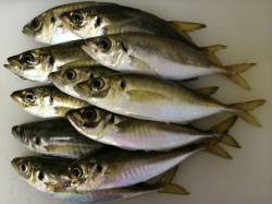 大阪南港　2時間のアジング釣行☆