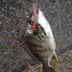 高砂埋立地周辺チニング〜2.5gに変えた瞬間フォールでヒット