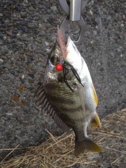 高砂埋立地周辺チニング〜2.5gに変えた瞬…