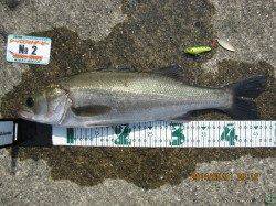 尼崎フェニックスにてシーバスの釣果