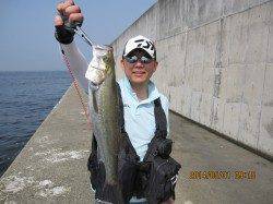 尼崎フェニックスにてシーバスの釣果