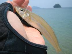 小浜の加斗へチョイ投げ釣行〜キス効率良く釣…