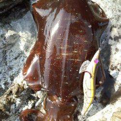 伊根でデイエギング〜ロングステイでモゾモゾと当たり、アオリ４ハイ確保