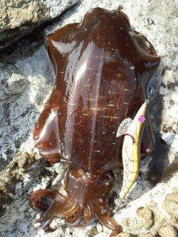 伊根でデイエギング〜ロングステイでモゾモゾと当たり、アオリ４ハイ確保