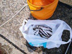 鳴尾浜釣り公園でサビキ釣り〜午前中に2回ほどイワシの回遊