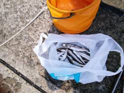 鳴尾浜釣り公園でサビキ釣り〜午前中に2回ほ…