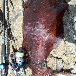 伊根でデイエギング〜ロングステイでモゾモゾと当たり、アオリ４ハイ確保