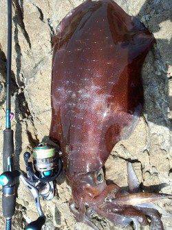 伊根でデイエギング〜ロングステイでモゾモゾと当たり、アオリ４ハイ確保