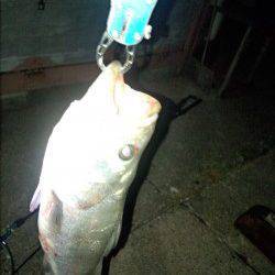 白灯台　下げ潮で潮止りのタイミングにシーバスヒット！