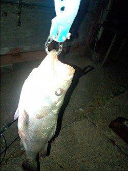 白灯台　下げ潮で潮止りのタイミングにシーバスヒット！