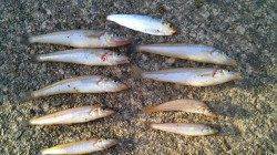 津居山港で昼過ぎからのちょい投げでキスの釣果