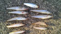 津居山港で昼過ぎからのちょい投げでキスの釣…