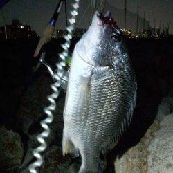 淀川河口周辺チニング〜ガツンとナイスサイズのキビレが来ました♪