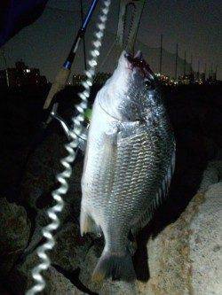 淀川河口周辺チニング〜ガツンとナイスサイズのキビレが来ました♪