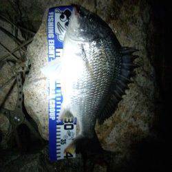 淀川河口周辺チニング〜ガツンとナイスサイズのキビレが来ました♪