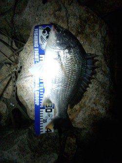 淀川河口周辺チニング〜ガツンとナイスサイズのキビレが来ました♪