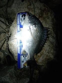 淀川河口周辺チニング〜ガツンとナイスサイズ…