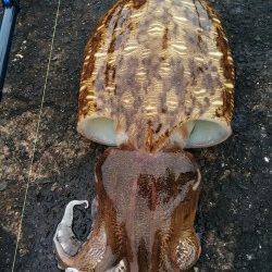 コウイカ狙って2ハイ、獰猛な性格を利用しての釣果に満足！