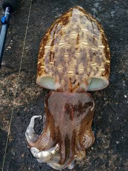 コウイカ狙って2ハイ、獰猛な性格を利用して…