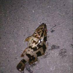 仕事終わりにちょい釣り　ルアーでメバルにガシラ