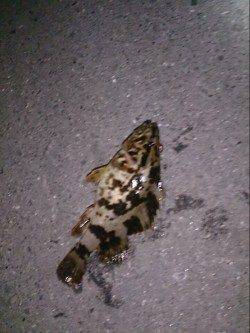 仕事終わりにちょい釣り　ルアーでメバルにガシラ