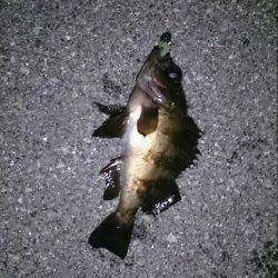 仕事終わりにちょい釣り　ルアーでメバルにガシラ