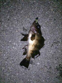 仕事終わりにちょい釣り　ルアーでメバルにガシラ