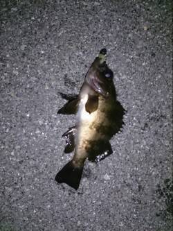 仕事終わりにちょい釣り　ルアーでメバルにガ…