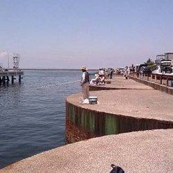 泉佐野　夕マズメ狙いもキス2＆スルメイカ1の釣果