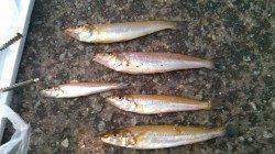 香住西港にてキス狙い