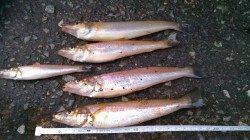 香住西港にてキス狙い