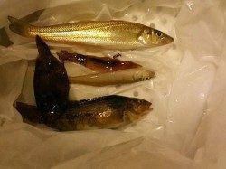 泉佐野　夕マズメ狙いもキス2＆スルメイカ1の釣果