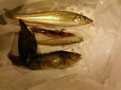 泉佐野　夕マズメ狙いもキス2＆スルメイカ1…