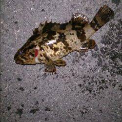 飾磨～広畑周辺のメバリング釣果、表層での当たりがほとんど