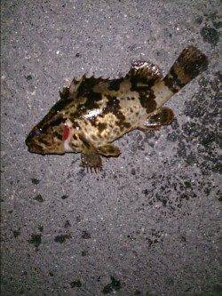 飾磨～広畑周辺のメバリング釣果、表層での当たりがほとんど