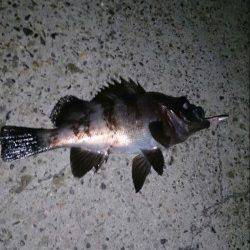 飾磨～広畑周辺のメバリング釣果、表層での当たりがほとんど