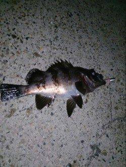 飾磨～広畑周辺のメバリング釣果、表層での当たりがほとんど