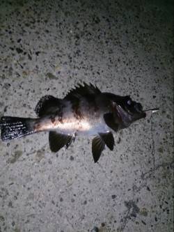 飾磨～広畑周辺のメバリング釣果、表層での当…