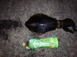 そろそろ春イカも終わり？ サイズは小さいがなんとか釣れました