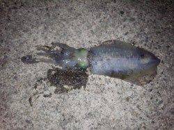 そろそろ春イカも終わり？ サイズは小さいがなんとか釣れました