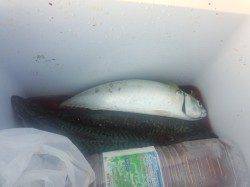 大サバが爆釣中の武庫川一文字〜飛ばしサビキで40cm級のサバ