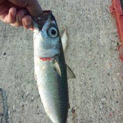 大サバが爆釣中の武庫川一文字〜飛ばしサビキで40cm級のサバ