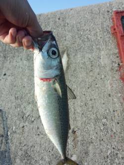 大サバが爆釣中の武庫川一文字〜飛ばしサビキ…