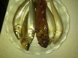 貝塚人工島へキス狙いで釣行〜18時前のラスト30分でアタリ連発