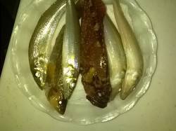 貝塚人工島へキス狙いで釣行〜18時前のラス…