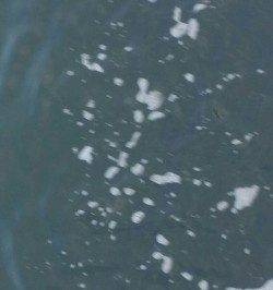 汐見埠頭エビ撒き〜1投目クジメ、2投目キビレと釣れるも・・・