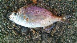 香住西港・東港　ちょい投げでキスの釣果