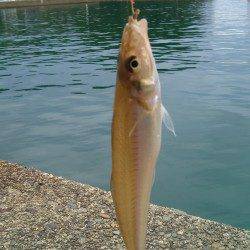 香住西港・東港　ちょい投げでキスの釣果