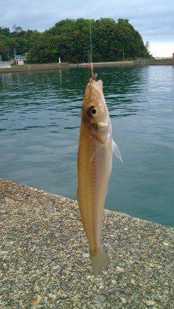 香住西港・東港　ちょい投げでキスの釣果